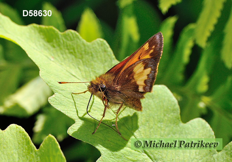 Hobomok Skipper (Poanes hobomok)